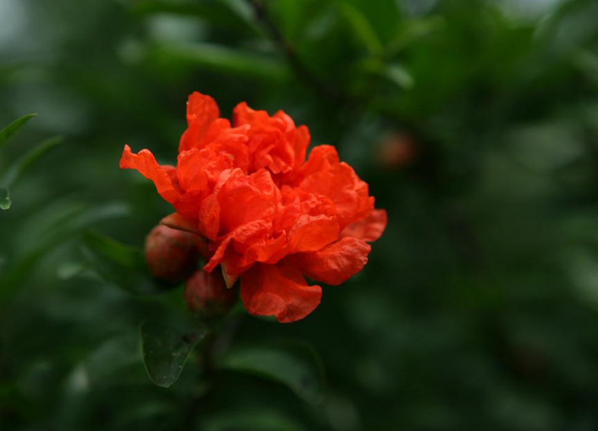 榴花初染火般红，古诗词里的榴花，燃烧着整个夏天-第13张图片-诗句网