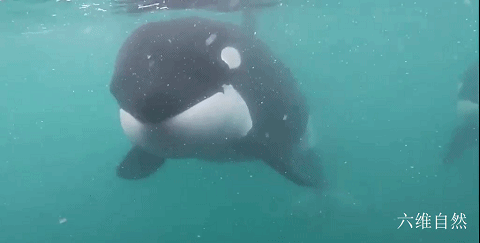 新西兰一潜水员与两头虎鲸相遇，相距1米，虎鲸的凝视就像打招呼