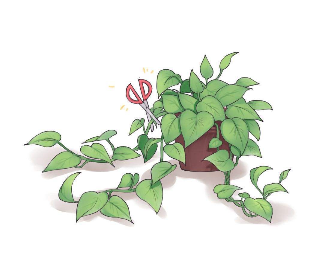 绿萝都要被你养死?教你方法,一招补救