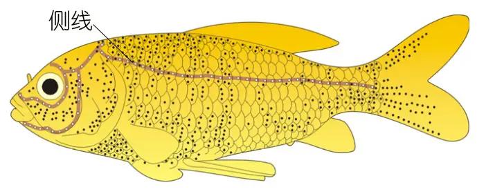 神奇的鱼类侧线感受系统及其仿生应用