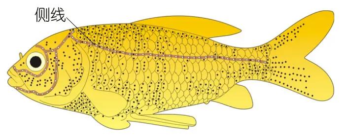 神奇的魚類側(cè)線感受系統(tǒng)及其仿生應(yīng)用