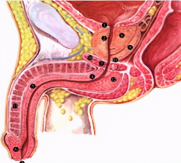 男人的前列腺究竟有什麼用？