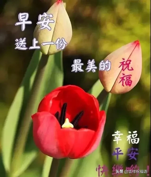 清早|正月十三清早版早上好漂亮动态祝福图片,最美的早上好问候语