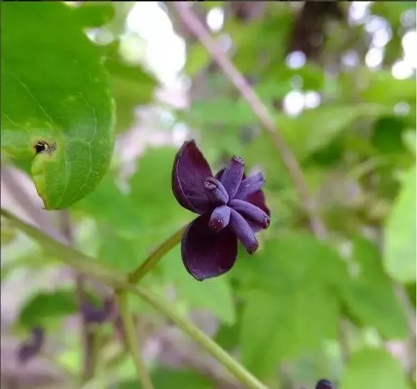 160種· 奇花異草，絕對有你沒見過的！ 「下部分」