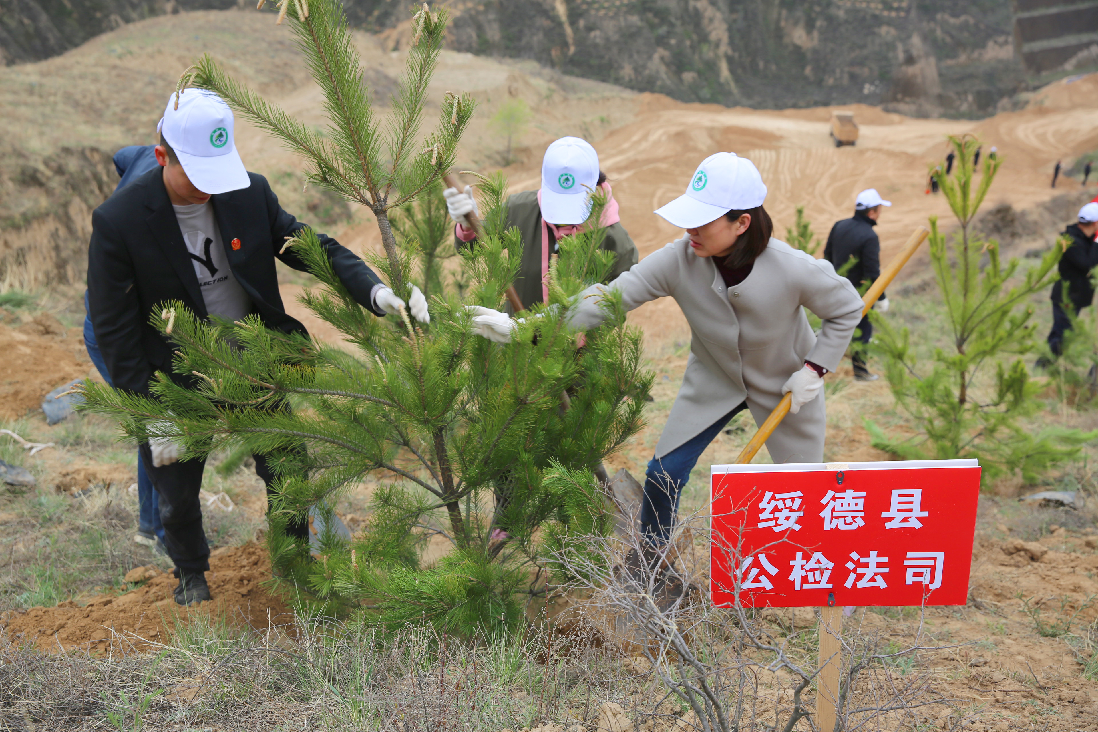 “我为群众办实事”| 绥德法院开展义务植树活动，将绿意种在春天里