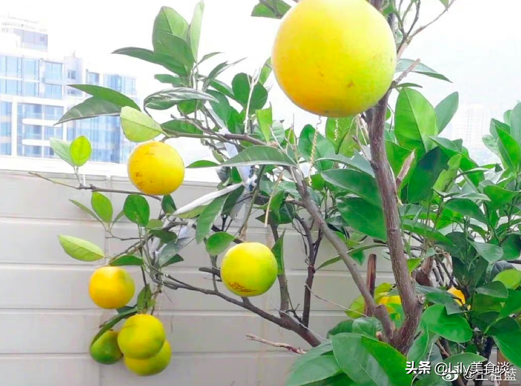 王祖藍曬自家菜園，吸引10萬網友點贊，網友：嚮往的生活太美好了