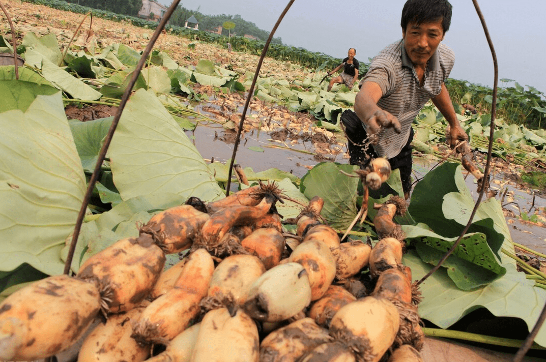 买莲藕时，要分清7孔和9孔！口感差别很大，难怪总做不好吃
