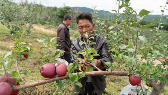 云南省宾川县：小苹果成熟上市 果农增收致富笑开颜