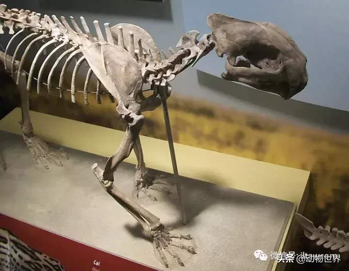剑齿虎可不是单一的物种,它们是大家族