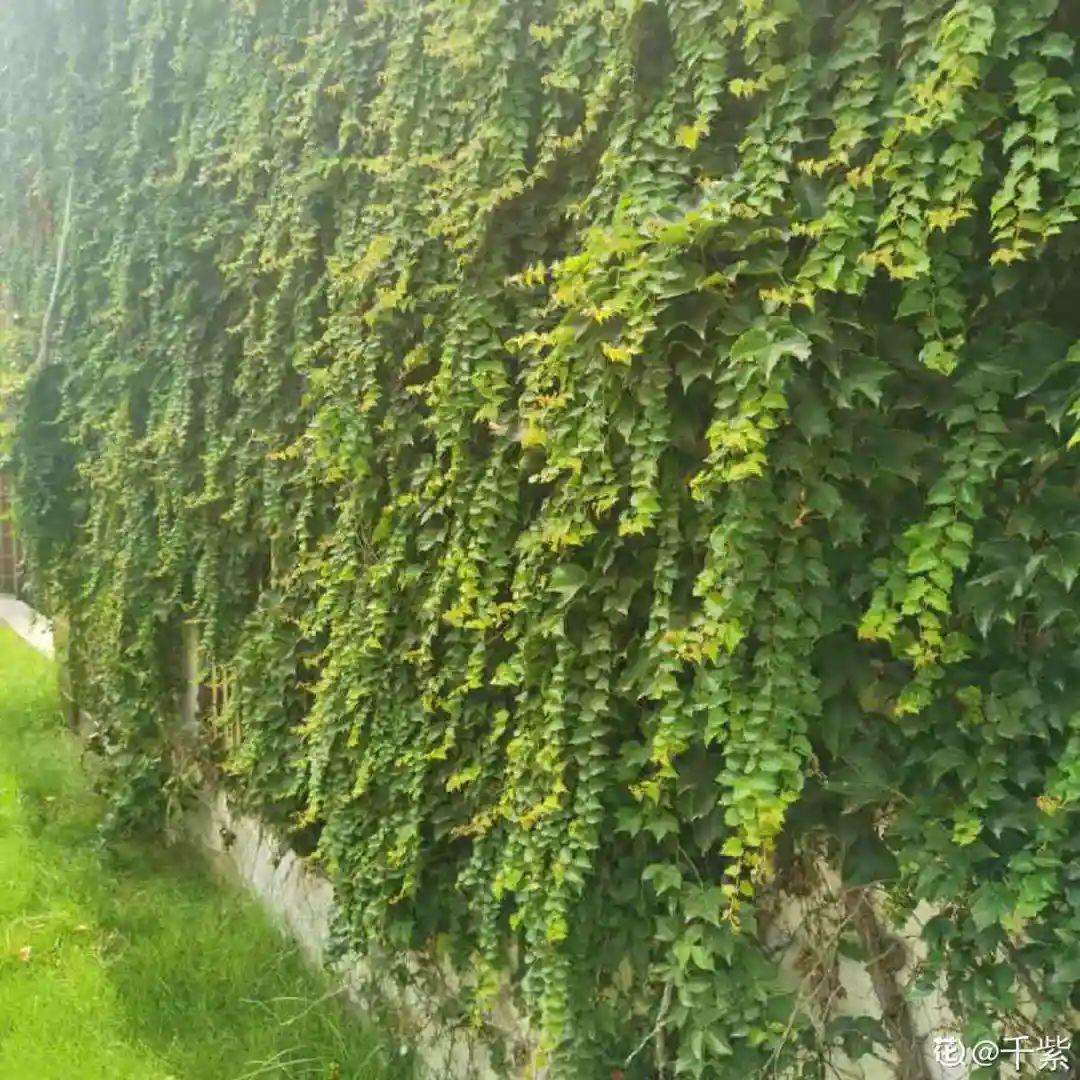 10種“臟臟”花，愛干凈的人別養，會招蟲子