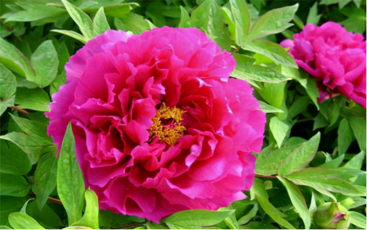 牡丹的传说故事第五章龙池牡丹王封状元红牡丹的动人故事