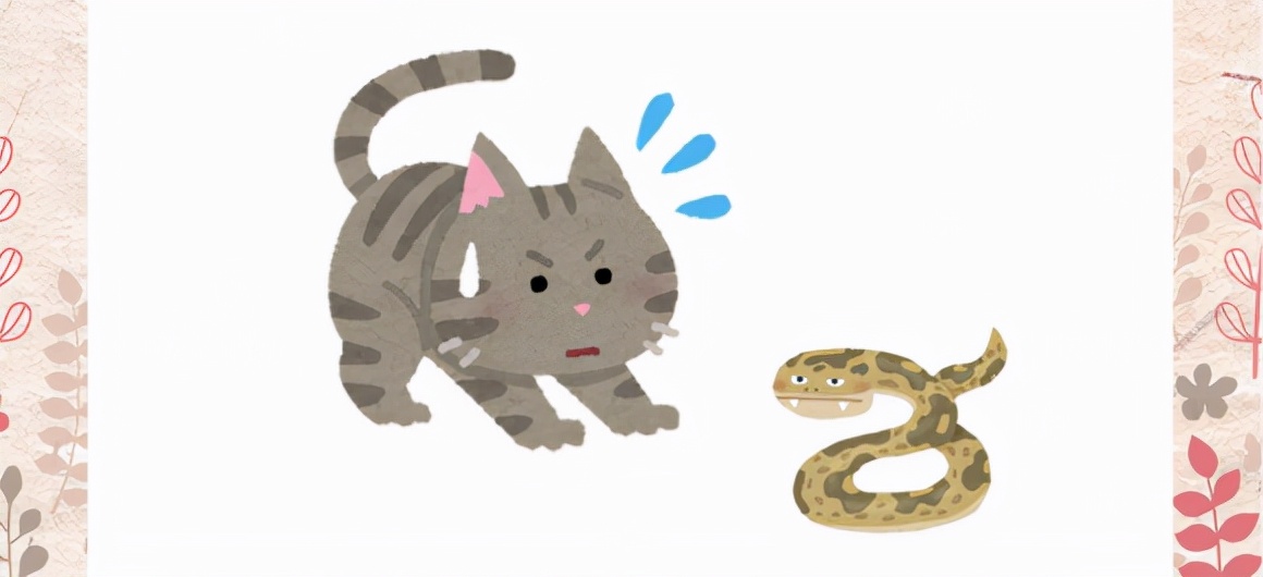 关于猫咪须的5大秘密！猫咪的须可以剪吗？猫咪的须能带来好运？
