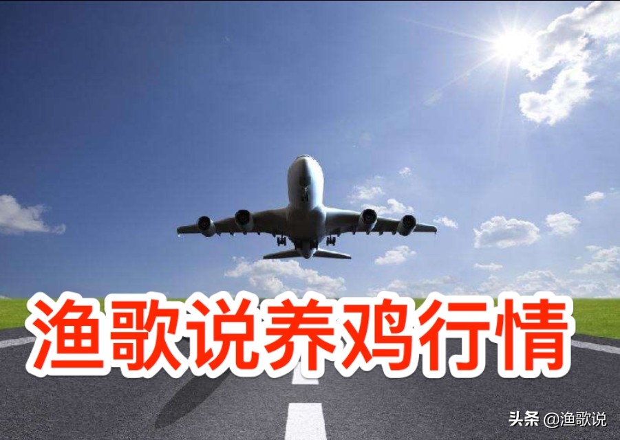 大肉鸡新节奏带起且看七月中旬啥行情