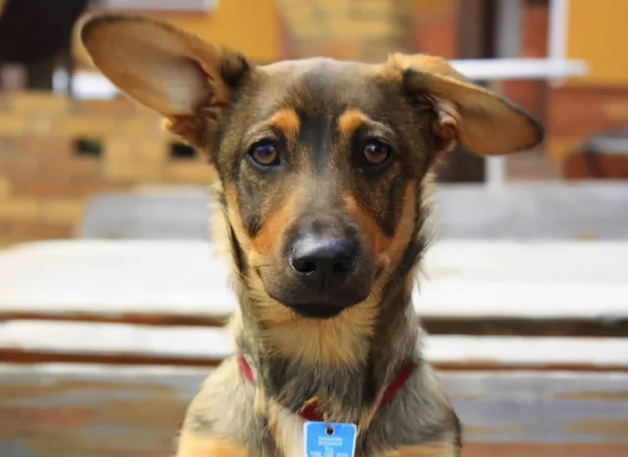 关于狗子的21个神奇冷知识，知道一半的都很了不起