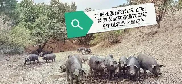 五蓮九戒壯黑豬散養(yǎng)基地