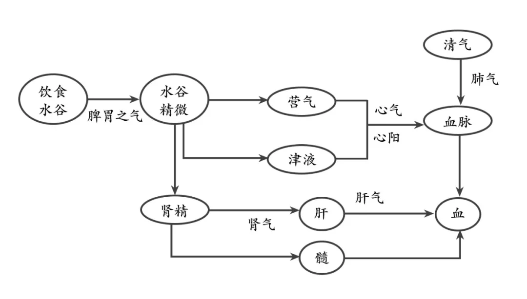 血：人体的血从哪里来？