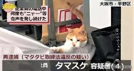 泰国警方逮捕了一只疫情期间 违反夜间外出禁令的猫 国际 蛋蛋赞