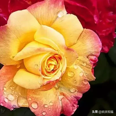 祝福语|正月初十一祝福语图片 一心一意的祝福送给你祝您一生幸福一世平安