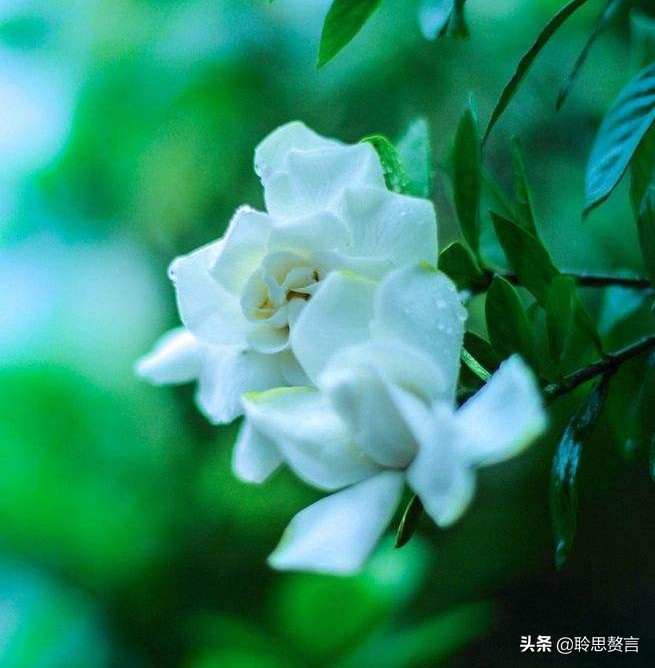 生日祝寿诗词精选四十二首 最美好的祝福，都在诗句里了-第7张图片-非凡网