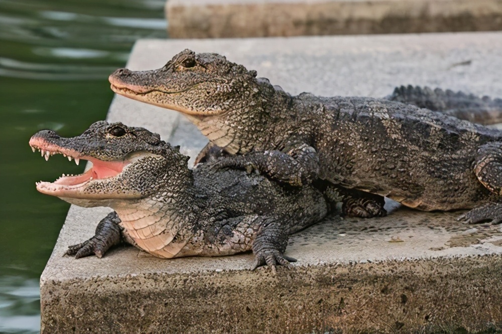 中国鳄鱼扬子鳄