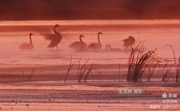 寒烟轻笼，白鹤戏水，民勤石羊河国家湿地公园宛如仙境一般