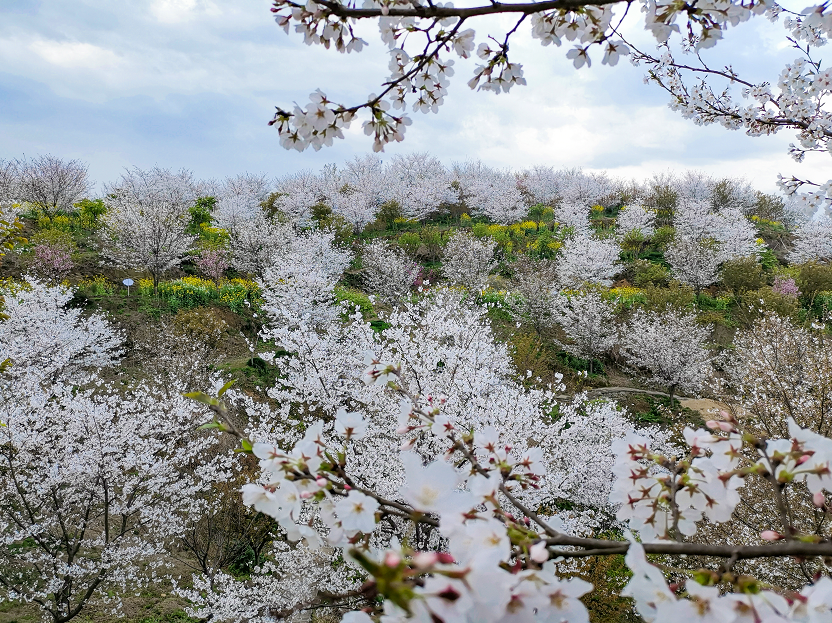 2021信陽雞公山櫻花花海文化旅游節，2月26日盛大迎客