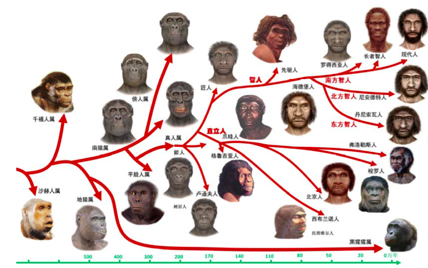 图:人属物种演化路线人类学家定义脑容量达到750ml,具备直立行走的猿