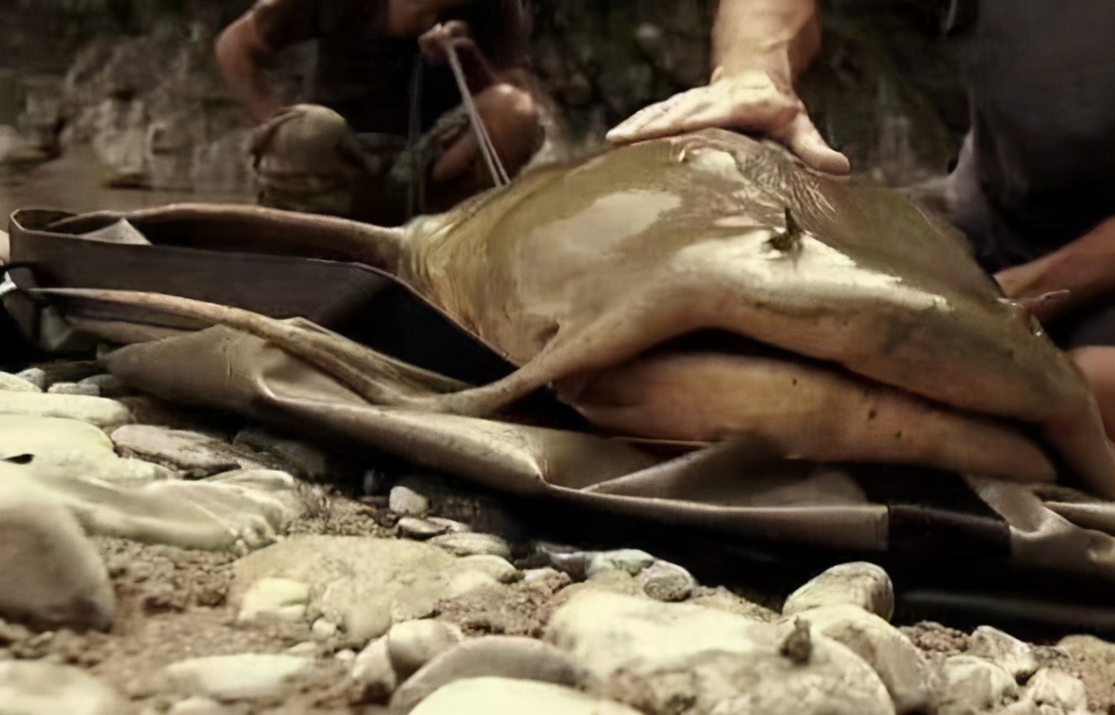 印度恒河的悲哀食人鲶和锅盖鳖自然老死虽百毒不侵却无人问津