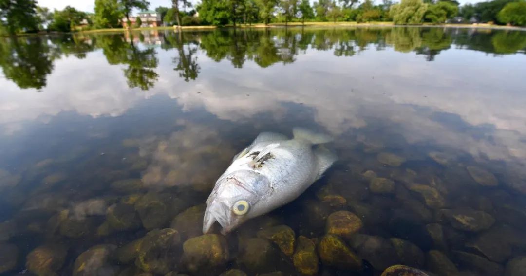 為什么魚一死就漂在水面上，而仿生的潛艇炸了會沉沒？