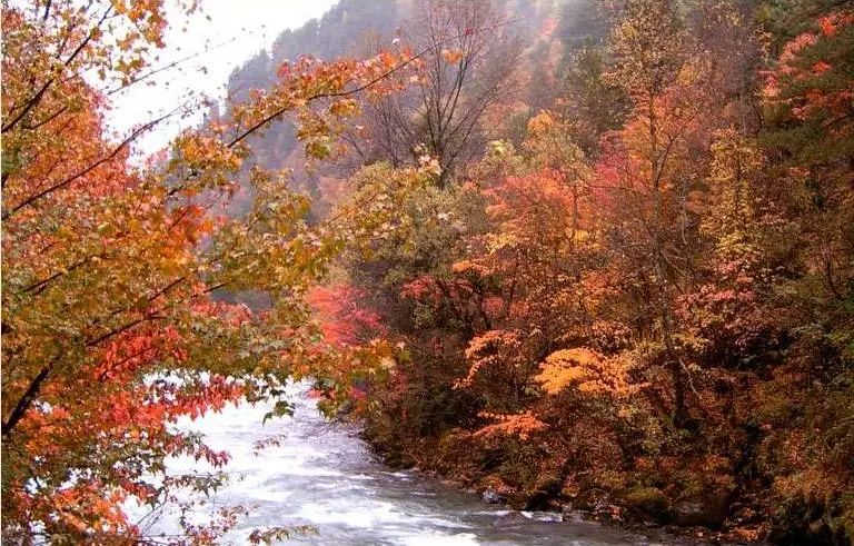 Missing these 14 maple viewing areas in November is equivalent to missing the entire autumn