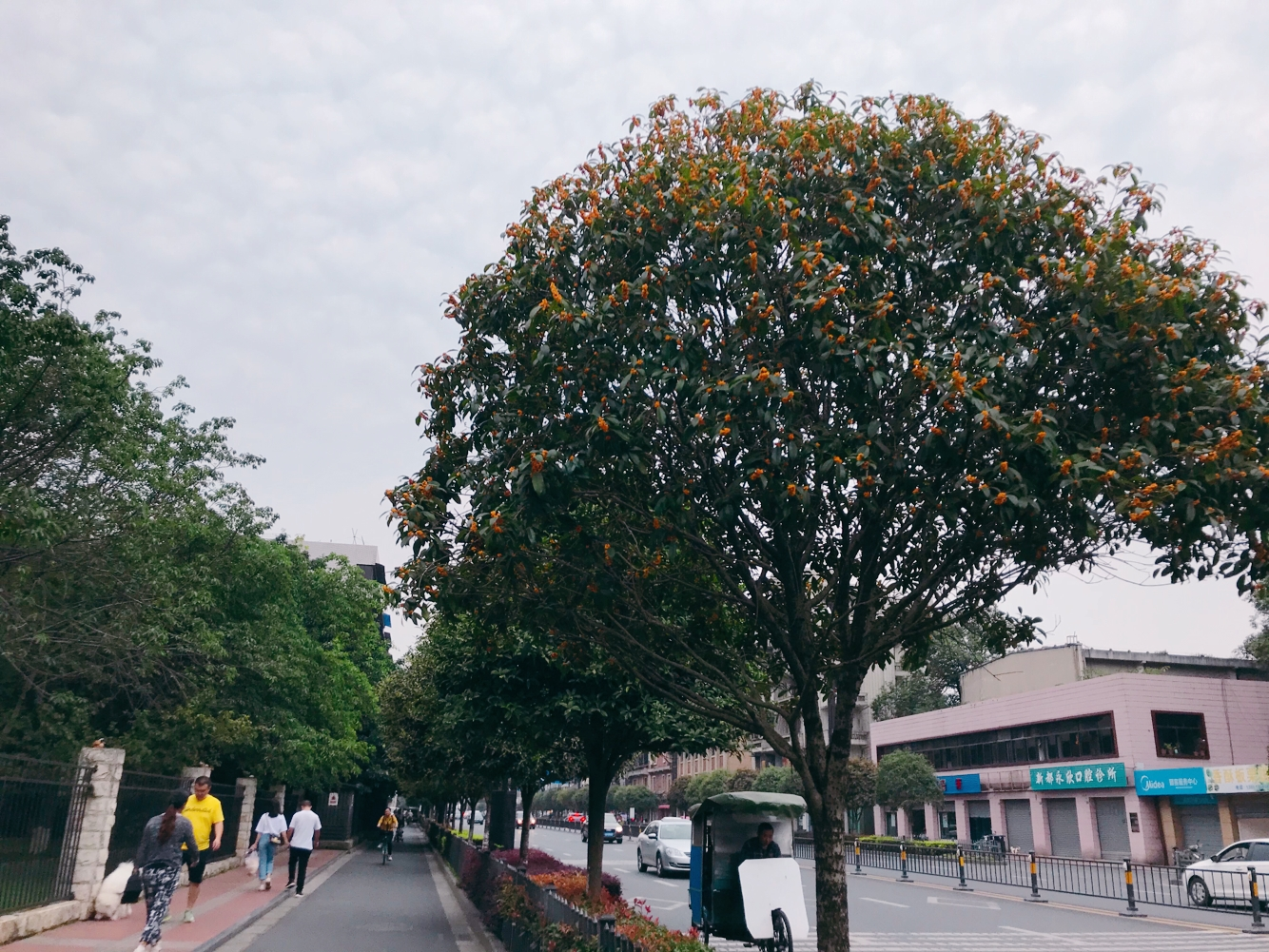 成都那些天错过的桂花雨，新都这些天全都还给你，满城尽带桂花香