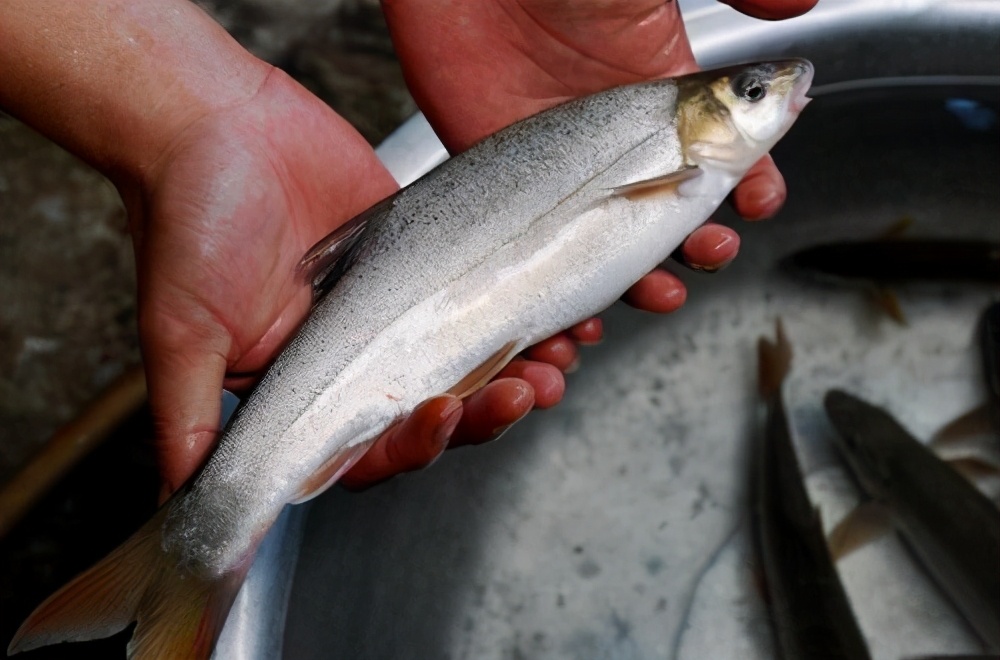 主要分布于怒江,澜沧江,金沙江的上游区域,喜欢在深山峡谷的激流里,搏