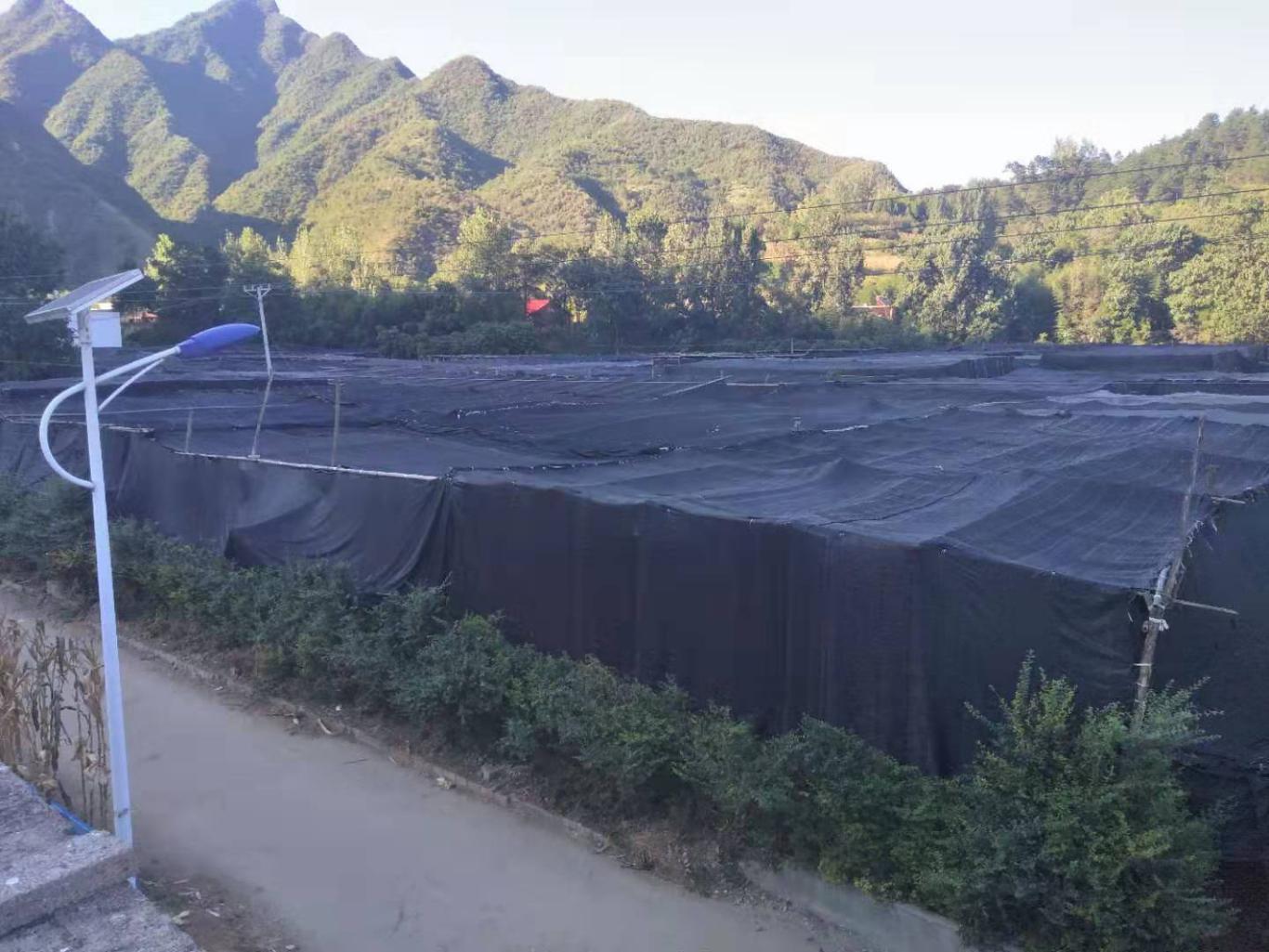 脱贫致富|西峡县军马河镇郭显敏：贫困群众脱贫致富的领路人