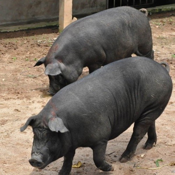 河南黑猪品种图片