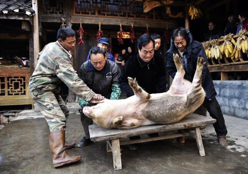 在农村过年时，杀猪是很常见的事，你们哪里呢