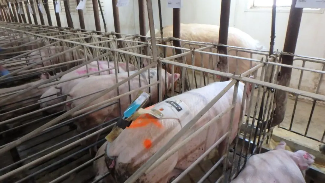 加州新出台“人道養豬”動物福利法案,豬肉價格要飛漲啦