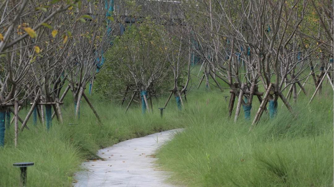南通紫琅公园：治水重塑生态美，一湾清湖万物生
