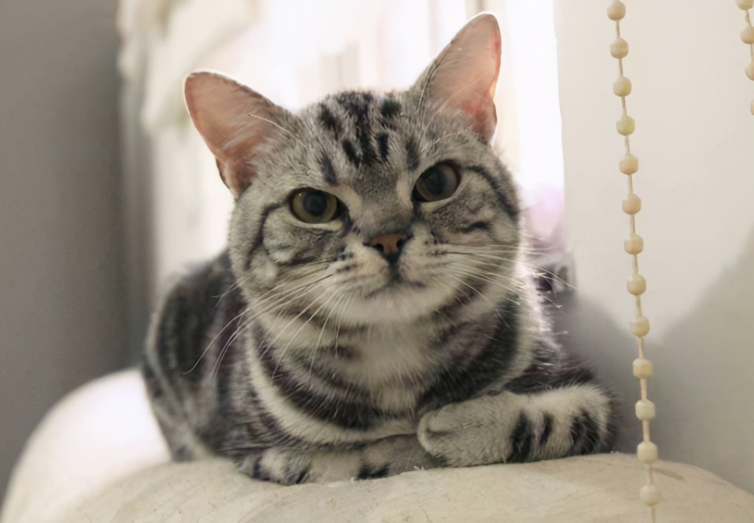 养猫“首选”这7种品种，不仅温顺，还好养