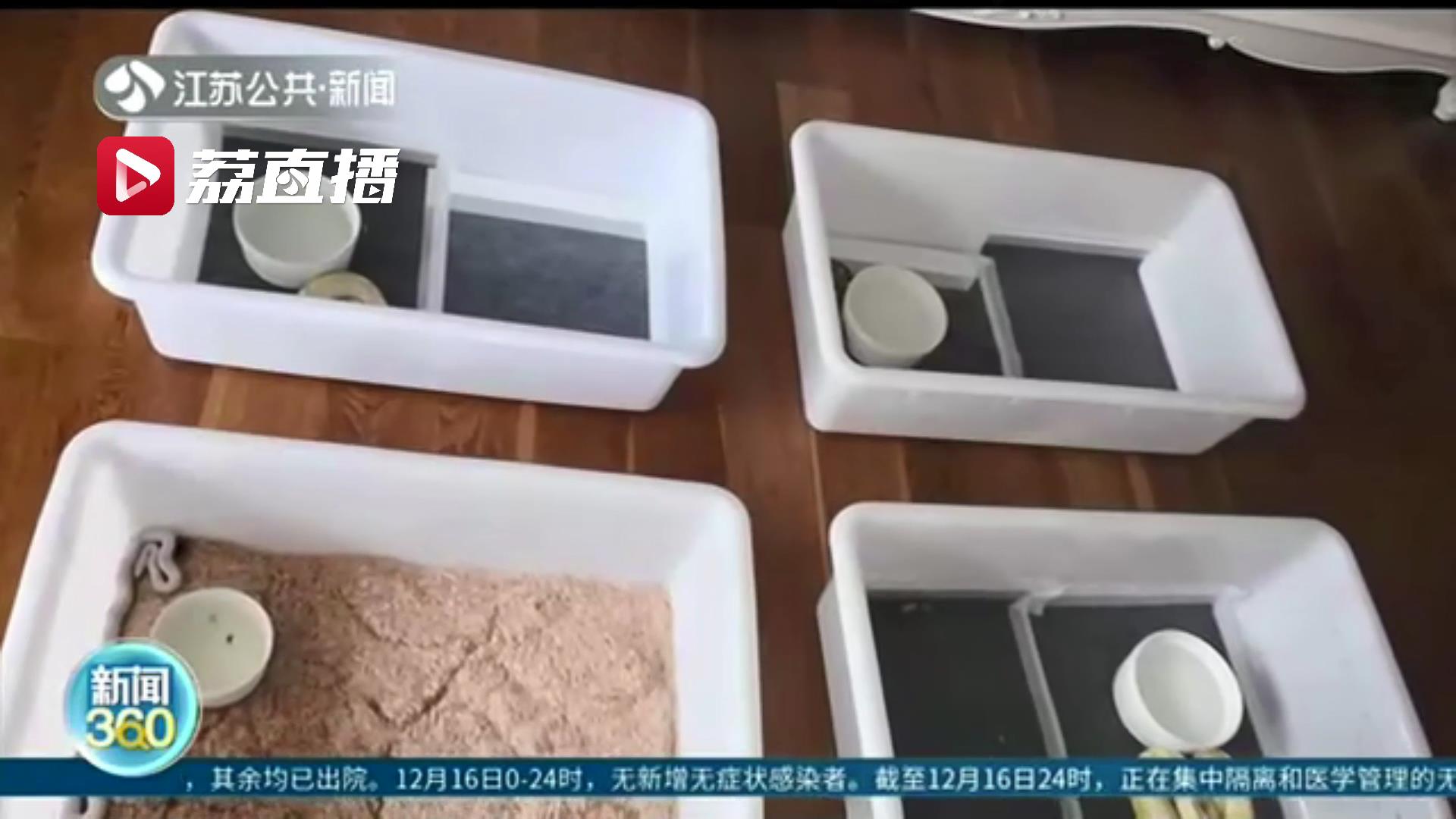 网上有人求购小白鼠，可疑！徐州警方据此破获特大贩卖球蟒案