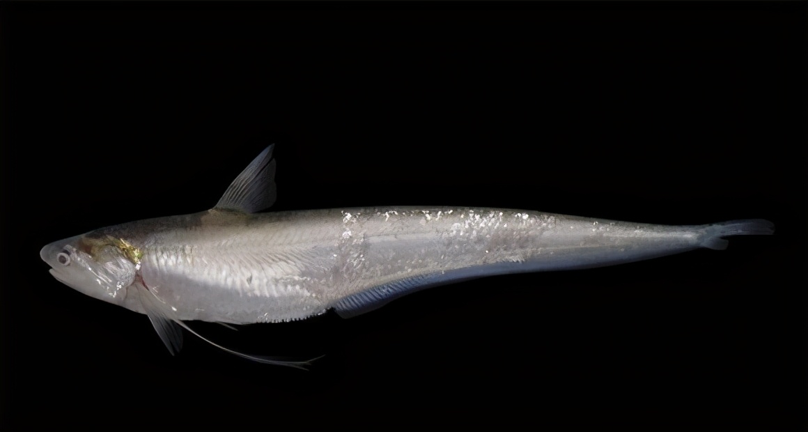 当然变好的情况,不止体现在刀鲚上,还体现在长江近年来,出现了一些上