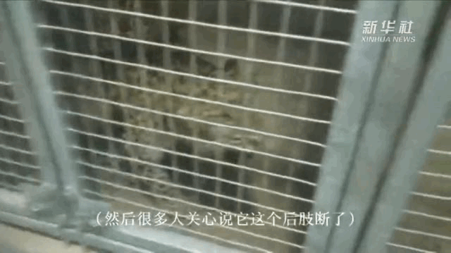 超21天，豹3可能已经很虚弱！瞒“豹”必须有交