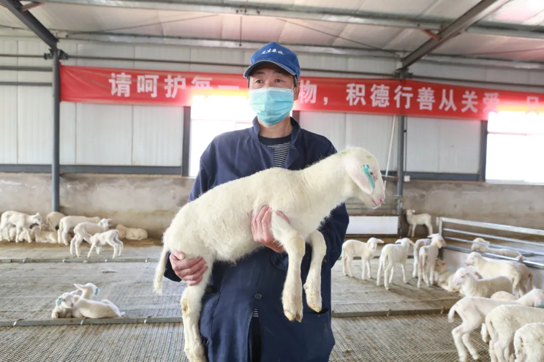 奔跑在小康的路上⑤ | 杨凌农科“加码”金昌“奶绵羊”变“致富羊”