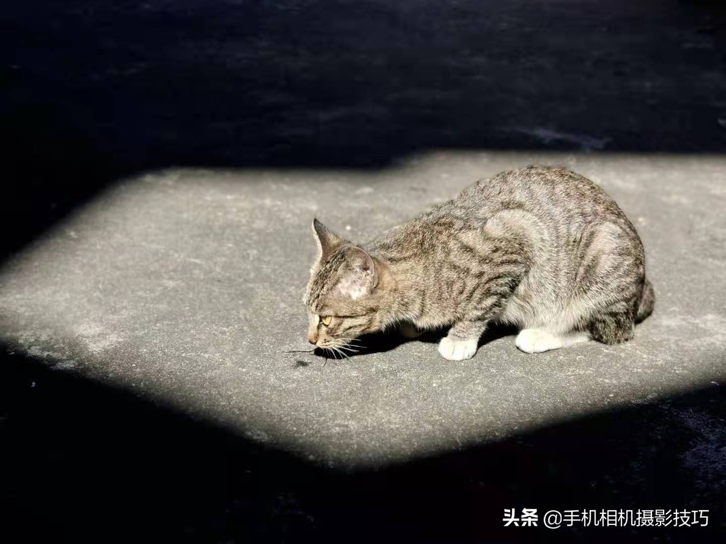 In the winter, what kind of photograph to pat to encircle market support more easily in the friend? These 16 pieces of photographs give you inspiration