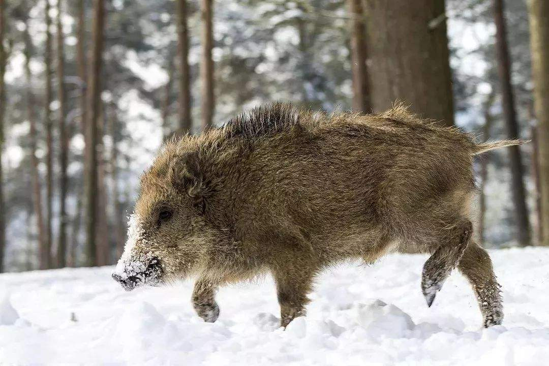 为何猪没有在进化中灭绝？看看它的祖先是谁，