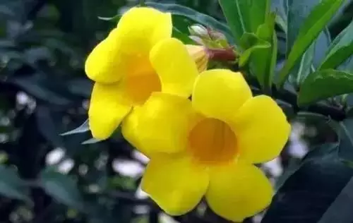 全國(guó)56個(gè)城市的市花，你是否全都了解？