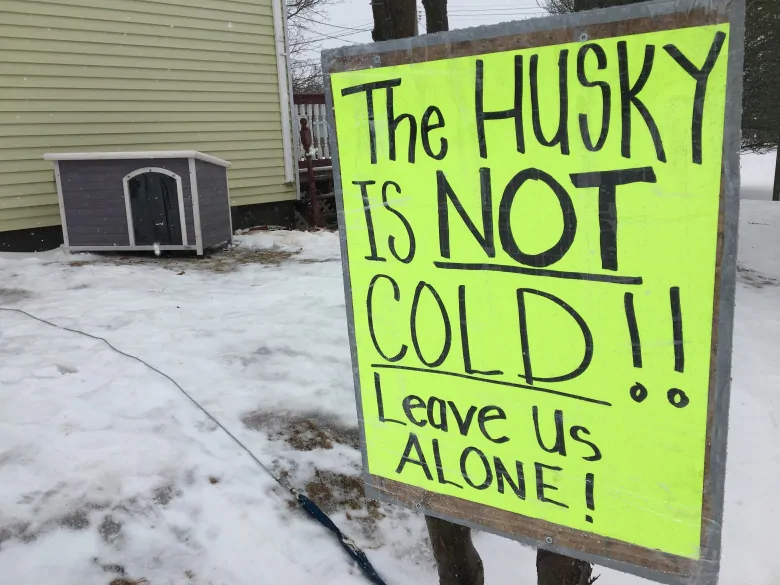 主人被哈士奇耍得团团转，邻居还以为他虐狗！