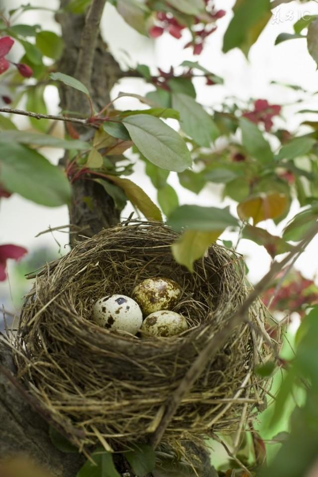 小时候农村那些事儿，捅马蜂窝（2）