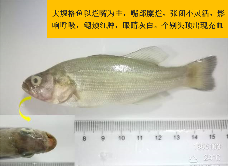 加州鲈烂嘴烂尾病白头白嘴病熟身病是鲈鱼苗种阶段的主要病害