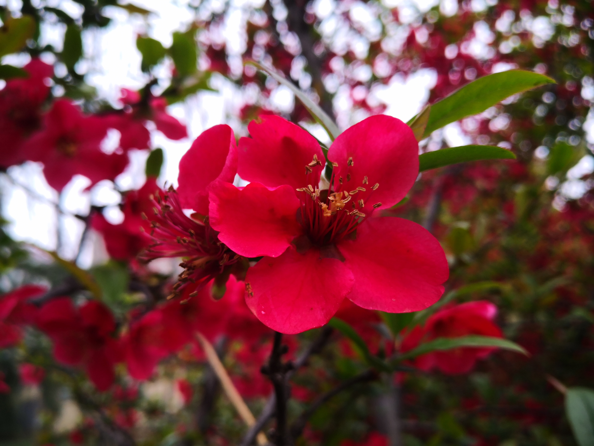 李霄飞 七律 八首 金枝乍放千条绿 玉树新发万朵花 百荷书房 Mdeditor