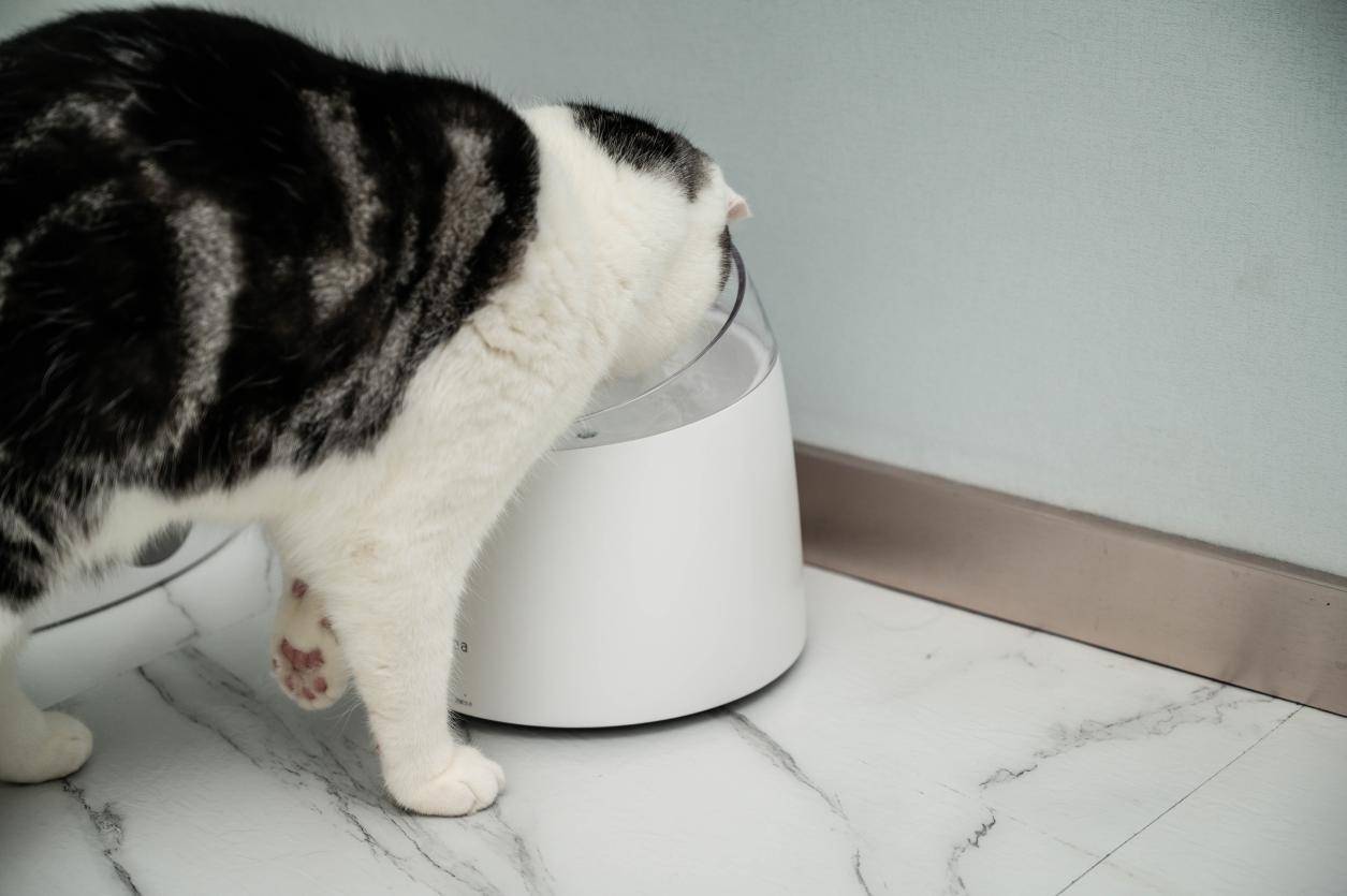 太忙没时间照顾猫主子，喝水不能少，给主子添置一台自动饮水机